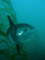   Used my Olympus SP350 setup catch this Curious Mola was being cleaned Senorita fish drifted slowly kelp stalk he cruised around take look me luckily framed himself against allowing quick shot. shot  